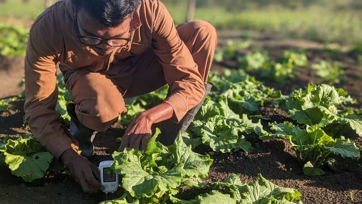 Soil & Fertility